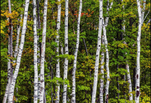 At mid mountain: Birches at Craigleith
